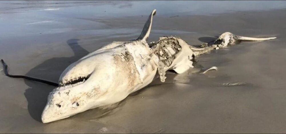 نهنگ شکم کوسه را سفره کرد / عکس