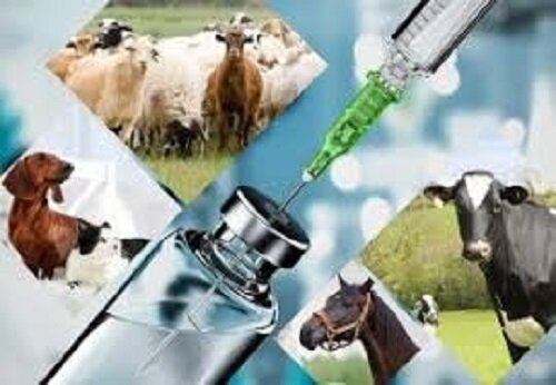 خبر بد برای دامپزشکان از طرف هوش مصنوعی ChatGPT