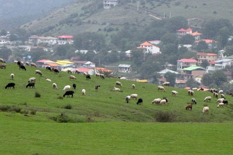 دام های مشغول چرا در تپه های روستای سهولان