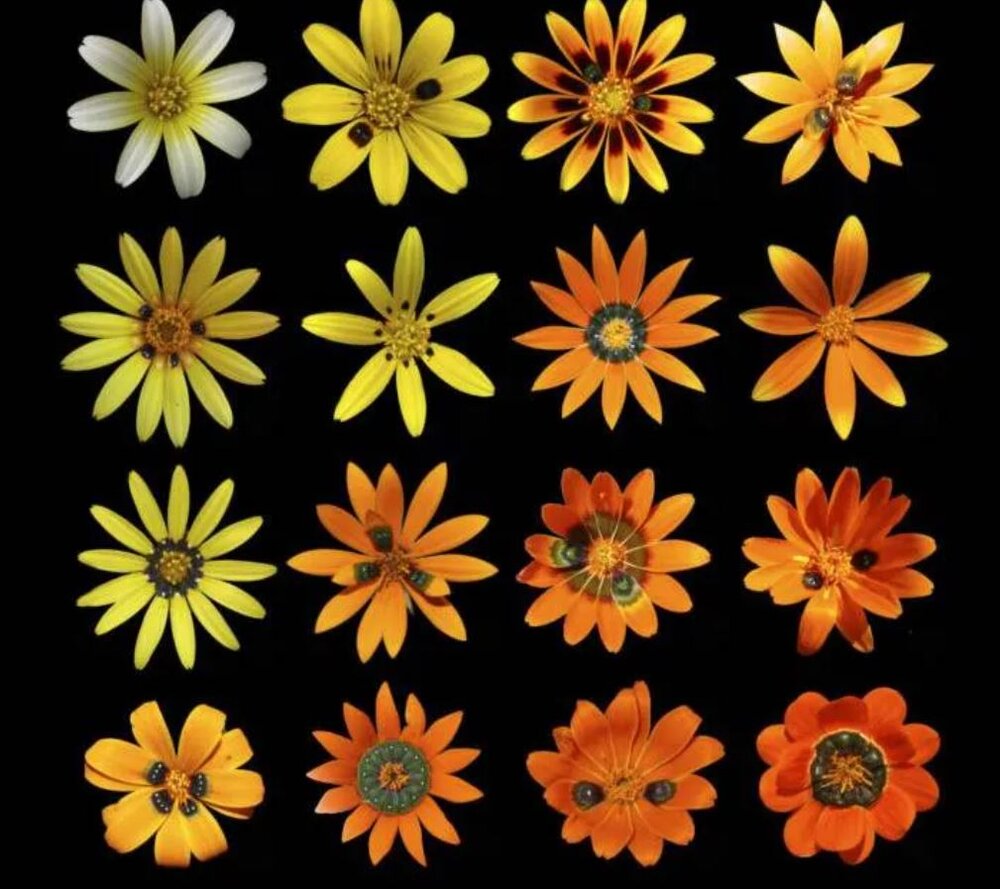 دام جنسی استاد تغییر چهره برای مگس‌ها!/ عکس