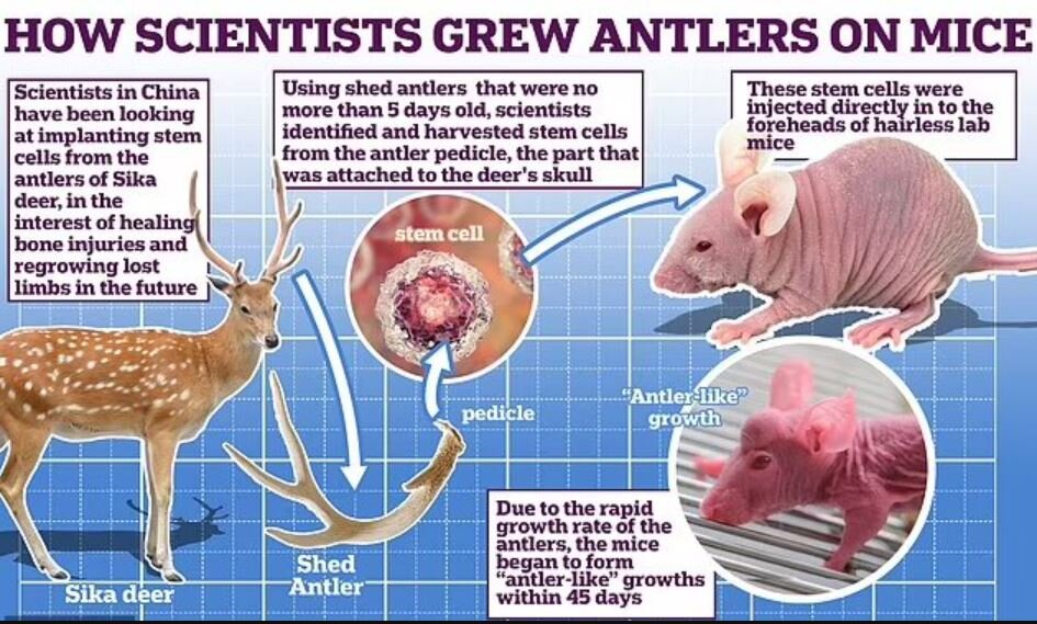 موش‌های شاخ‌دار، غیرممکن را ممکن می‌کنند / عکس
