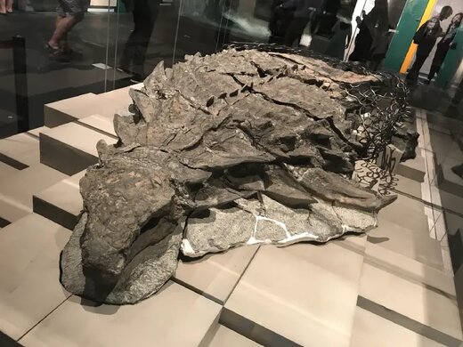 عکس | یک کشف عجیب :فسیل سالم دایناسور زره پوش پس از ۱۰۰ میلیون سال!