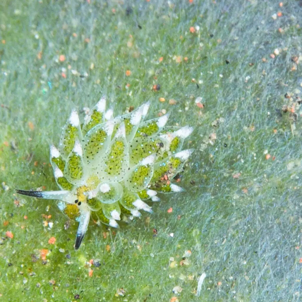 گوسفند دریایی شکار شد!/ عکس