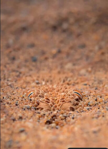 ابهت مجذوبکننده افعی پرینگوی / عکس