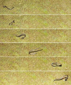 snake-cartwheel-642x769.jpg