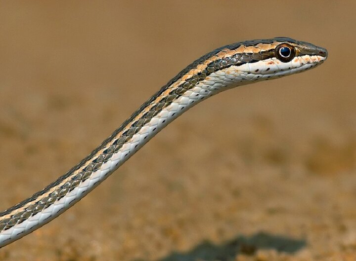 سریع و خشن؛ این مار ایرانی را نمیتوانید ببینید!/ عکس