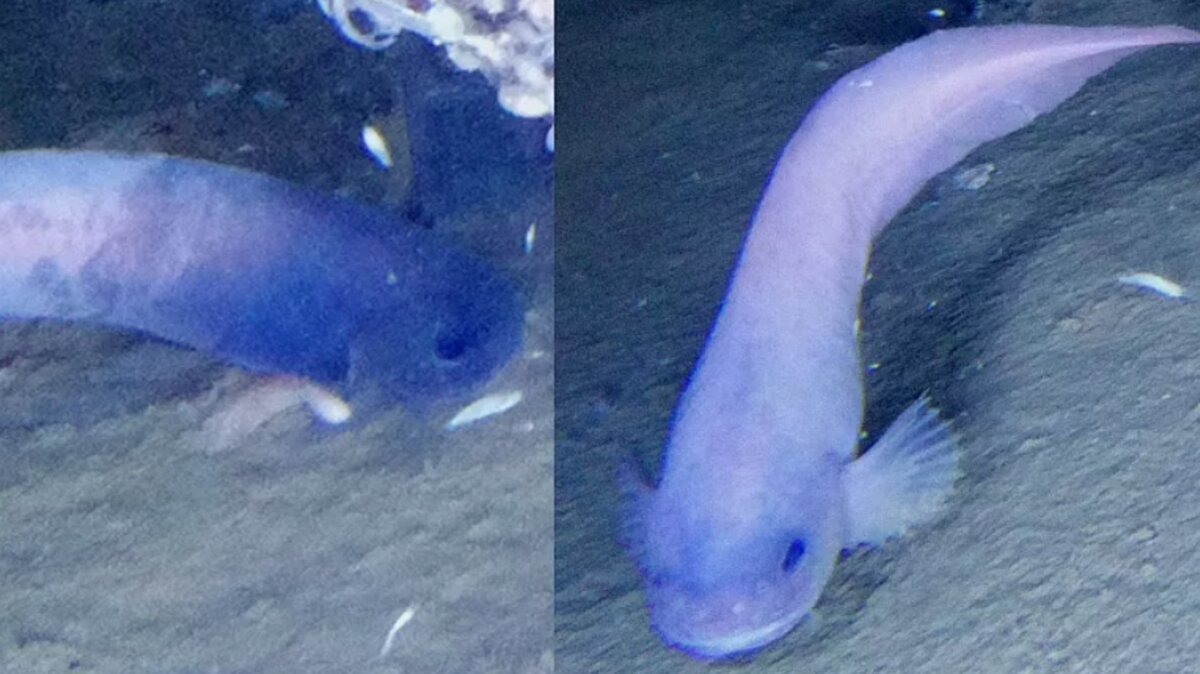 شکار جانوری از عمیقترین نقطه اقیانوس!/ عکس