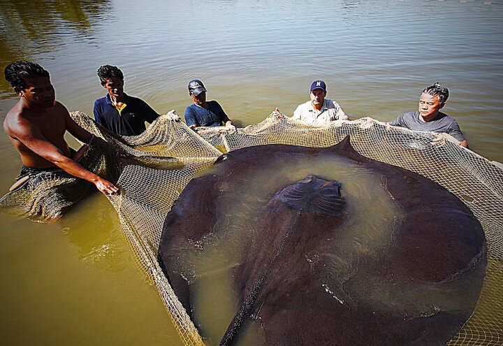 شکار غولماهی ۴ متری در تایلند/ عکس