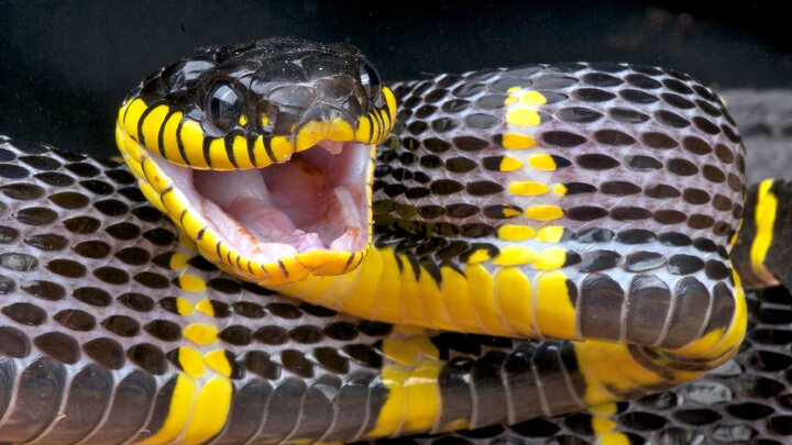 طول این مار ۳ برابر پراید است!/ عکس