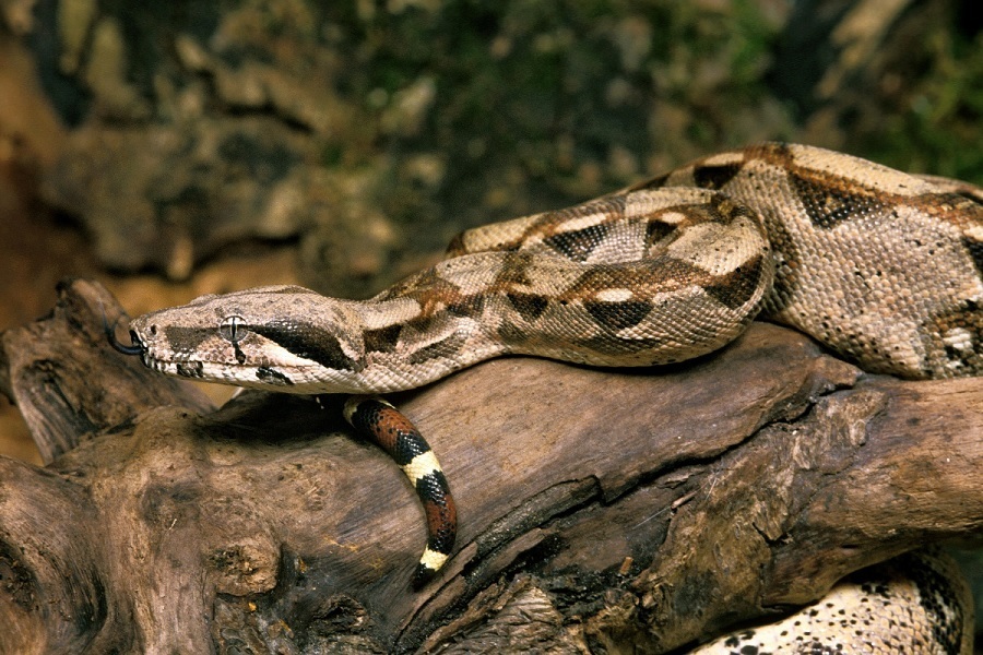 (تصاویر) بزرگ‌ترین مارهای دنیا را بشناسید