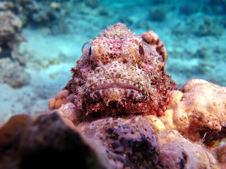 عکس | پای خود را به هیچوجه بر روی این جانوران عجیب دریایی نگذارید!