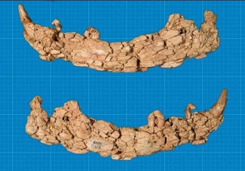 پیدا شدن گرگهای «بازی تاج و تخت» در کانادا / عکس