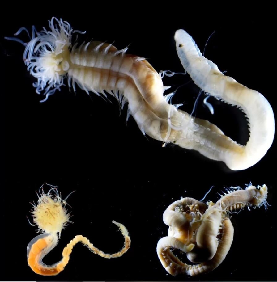 کشف موجوداتی شبیه به شیاطین اسطورهای در ژاپن/ عکس