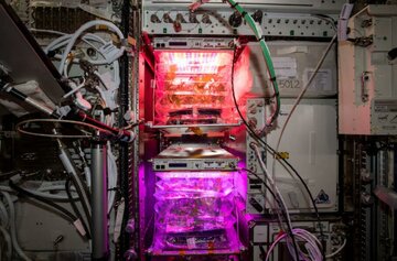 گوجههای فضایی به زمین آمدند!/ عکس