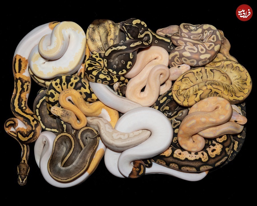 (تصاویر) چرا این ۵ حیوان در «تیکتاک» پربازدید شدهاند؟