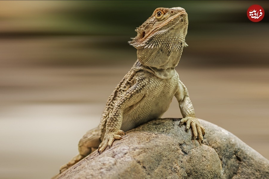 (تصاویر) چرا این ۵ حیوان در «تیکتاک» پربازدید شدهاند؟