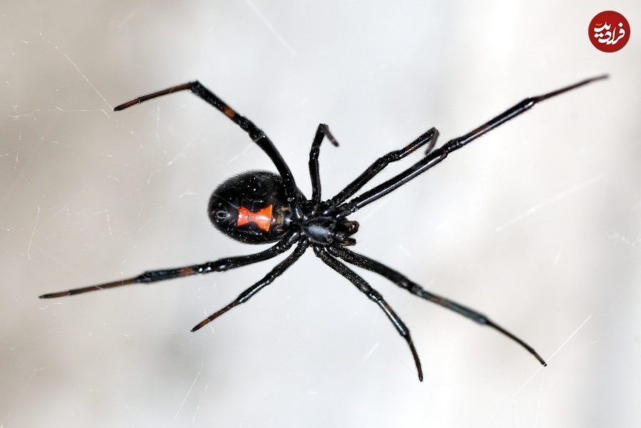 (تصاویر) چرا این ۵ حیوان در «تیکتاک» پربازدید شدهاند؟