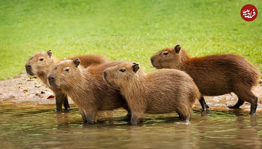 (تصاویر) چرا این ۵ حیوان در «تیکتاک» پربازدید شدهاند؟