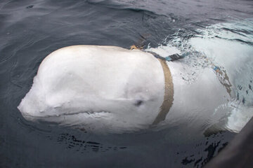 شکار نهنگ جاسوس؛ آمورش دیده نیروی دریایی روسیه/ عکس