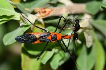 assassin-bug-eating-prey.jpg