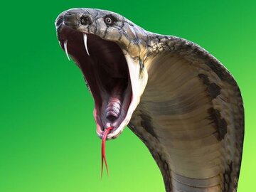 عکس| این مارهای کشنده در ایران ساکناند!