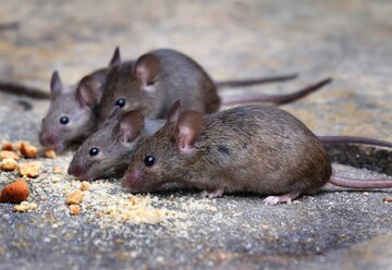 Mice-moms.jpg