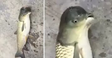 ماهی یا پرنده؛ عکسی که در فضای مجازی غوغا بپا کرد/ عکس