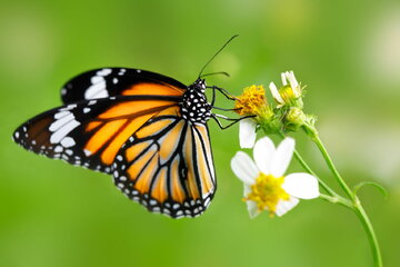 گیاه شگفت‌انگیز پروانه‌ها را فریب می‌دهد!/ عکس