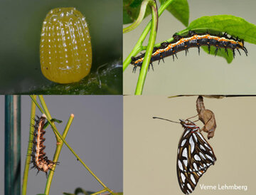gulf-fritillary-butterfly-cycle-verne-lehmberg-620.jpg