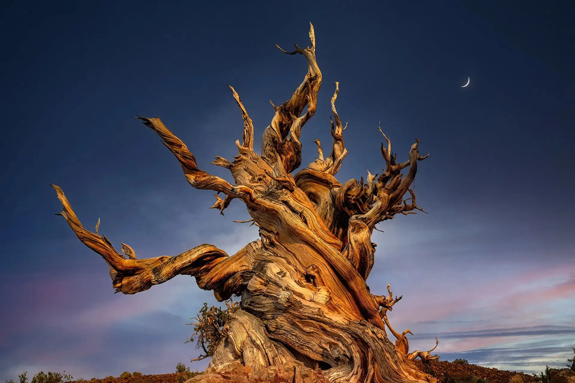 از پرومتئوس تا درخت راز؛ با کهنسال‌ترین درخت‌های جهان آشنا
شوید