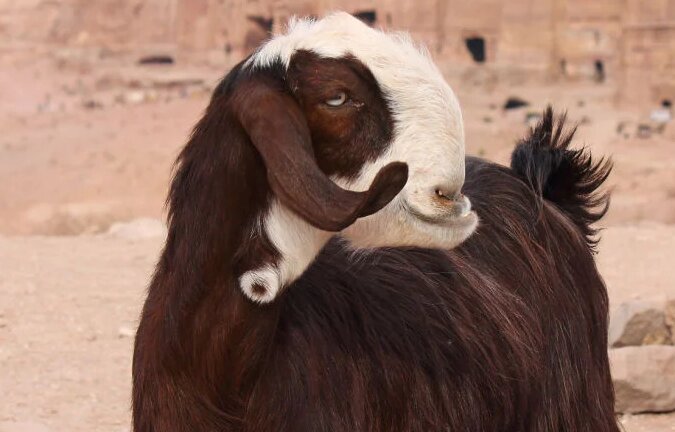 ترسناک یا زیبا؛ آشنایی با عجیبترین بز دنیا / عکس