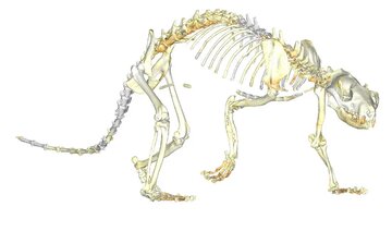 خرس عجیب‌الخلقه را غذا به کشتن داد / عکس