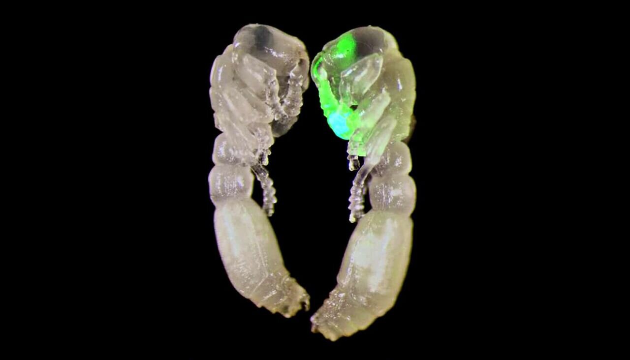 دکمه وحشت در مغز مورچهها پیدا شد/ عکس