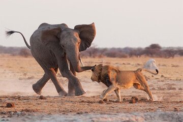 سوگواری دردناک فیل مادر پس از مرگ فرزندش / عکس