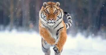 شکارچی ترسناکی که پشت سرش چشم دارد / عکس