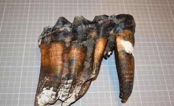 شی عجیب باستانی در ساحل/ این دندان‌ها متعلق به چه موجودی است؟ / عکس