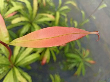 عجیب‌ترین گیاه گوشتخوار که فقط گاهی هوس شکار می‌کند!/ عکس