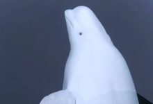 فیلم/ روسیه برای جاسوسی از نهنگ استفاده می‌کند!