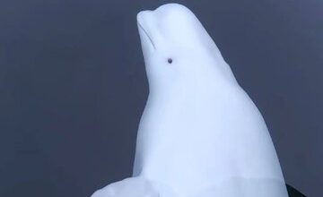 فیلم/ روسیه برای جاسوسی از نهنگ استفاده می‌کند!