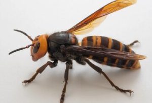 نیش ترسناک زنبور قاتل غول‌آسا/ عکس