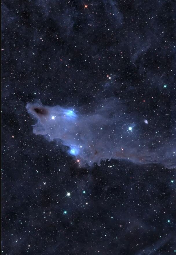 هیچ دریایی آنقدر بزرگ نیست که این کوسه عظیم‌الجثه را در خود جا دهد / عکس