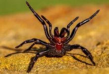 یک کشف عجیب درباره نیش مرگبار عنکبوت