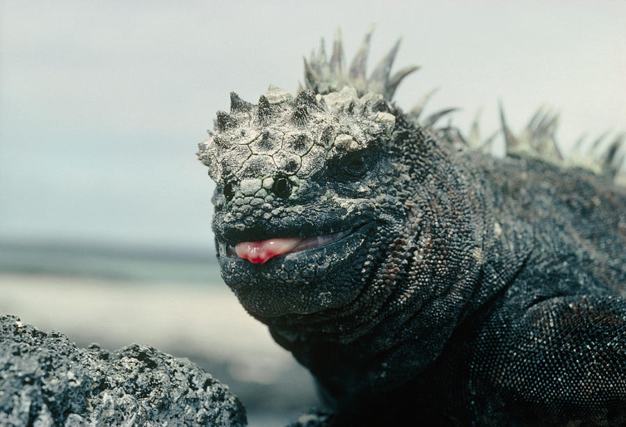 عکس | ردپای اژدهای اساطیری در حیاتوحش!