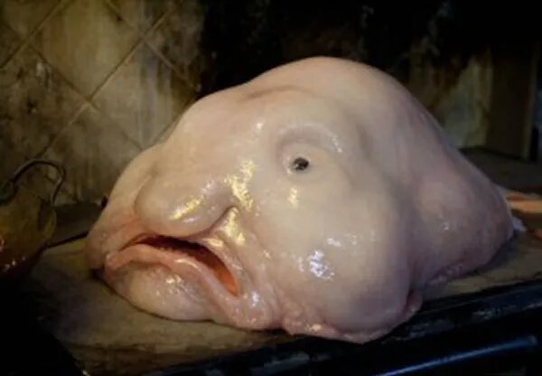 آویزان، لزج و چندشآور؛ تنبل بودن استراتژی بقای این ماهی است!