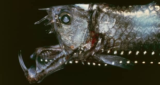 این ماهیهای عجیب و غریب چرا این شکلی شدهاند؟/ عکس