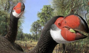 این پرندگان نیم‌تنی به دست انسان منقرض شدند!/ عکس
