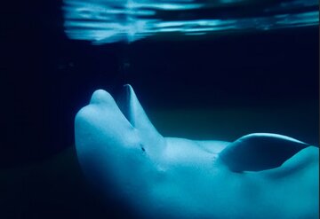 جاسوس مخوف پوتین که به دام افتاد اما دستگیر نشد!/ عکس