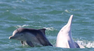 دوستی خاله خرسه وسط دریا / عکس