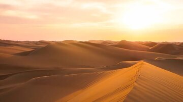 زیر شنهای صحرا و ماسههای ساحل چیست؟/ شاید یک جنگل زیر پای شما باشد!