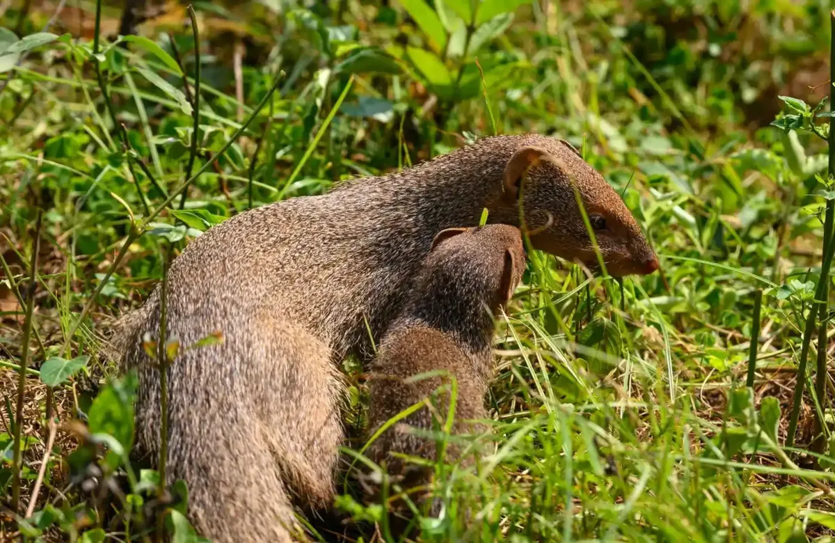 «سه جغد تفنگ‌دار» در بهترین‌های حیات وحش هفته‌ دوم تیر!/ عکس